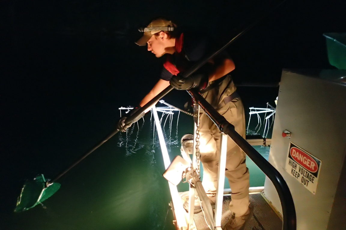 Alex Gatch net fishing in Old