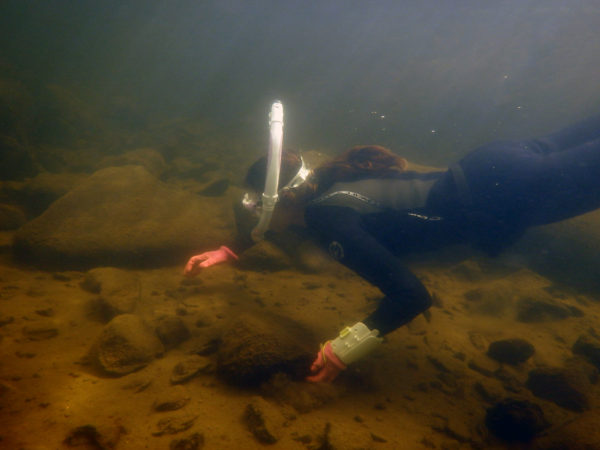 Eileen Randall scuba diving to survey mussels populations in Old Forge