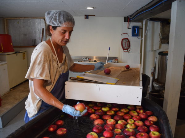 Michelle Bush washing and inspecting apples for Canton Apples in Norfolk