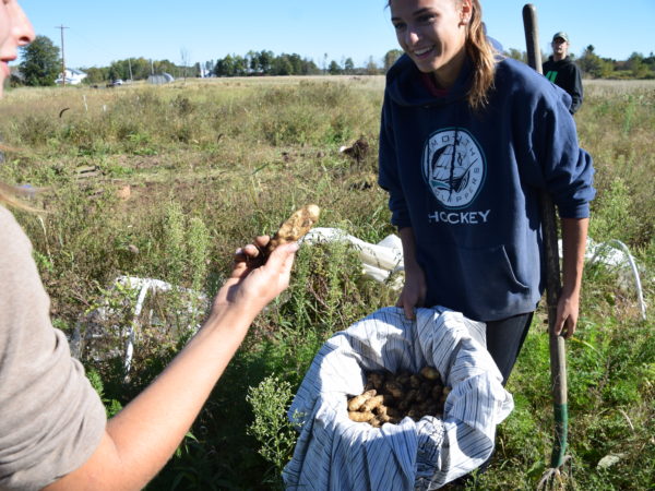 Farmer speaks with a volunteer holding a basket of potatoes in De Peyster