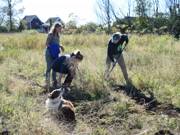 Farmer in a potato field with volunteers in De Peyster