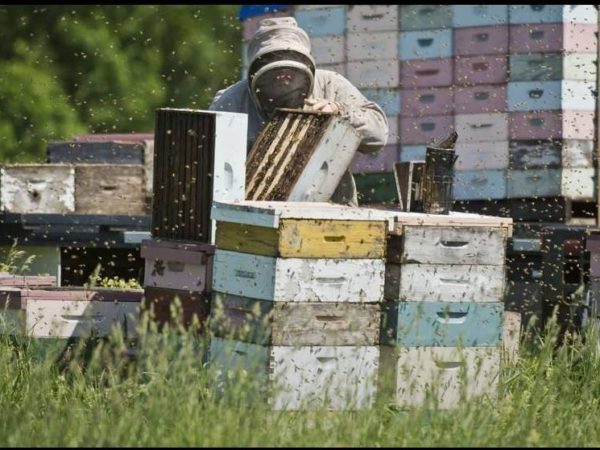 Beekeeper Works on Hive Boxes near Bucks Bridge