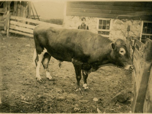 Boy stands behind cow in a paddock