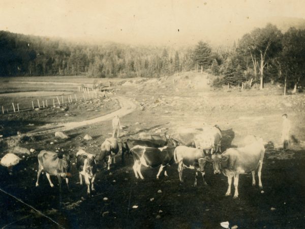 Two men with cows in a pasture by the woods