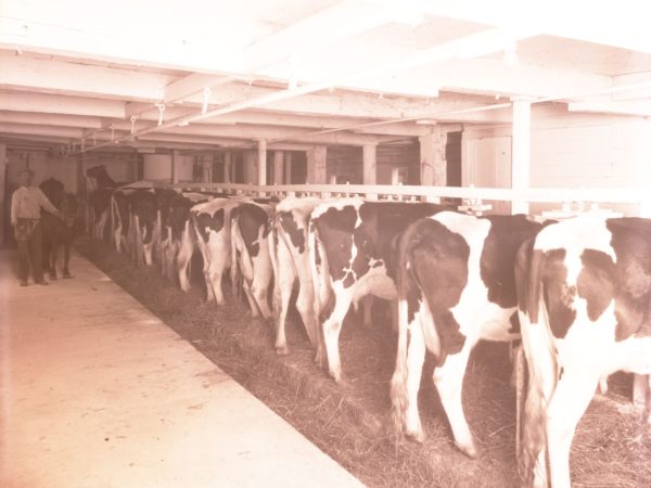 Dairy Cattle in a Clinton County barn