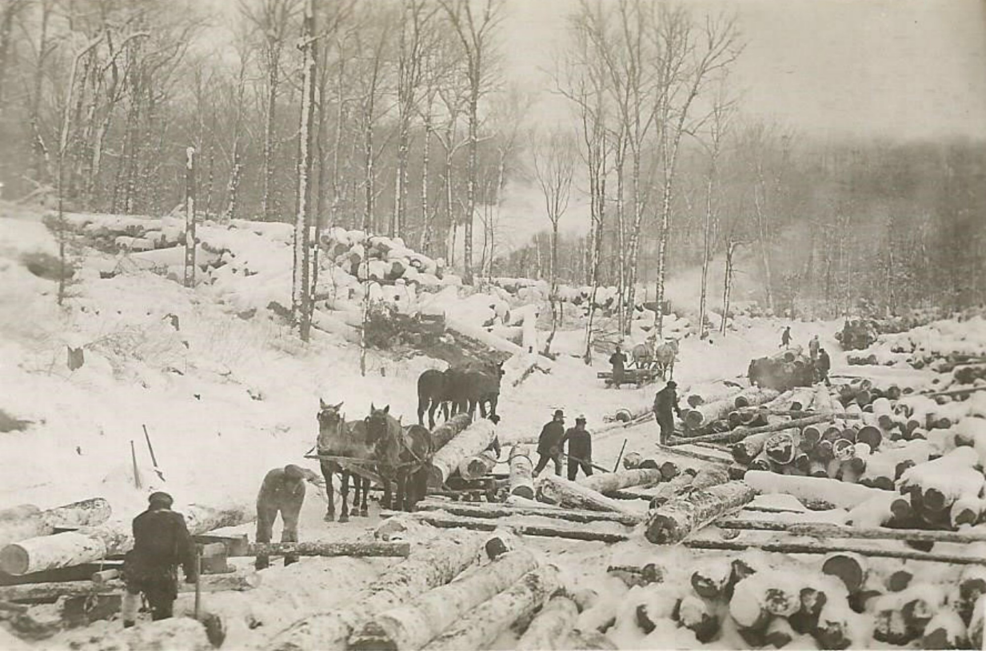 Lumberjacks at work unloading logs at a log yard in Newbridge