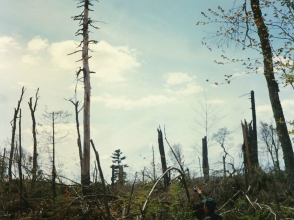 Forest ranger Bernard Siskavitch surveys damage from microburst near Colton