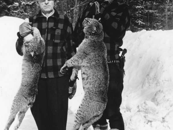 Hunters posing with bobcats on Ball Mountain near Old Forge