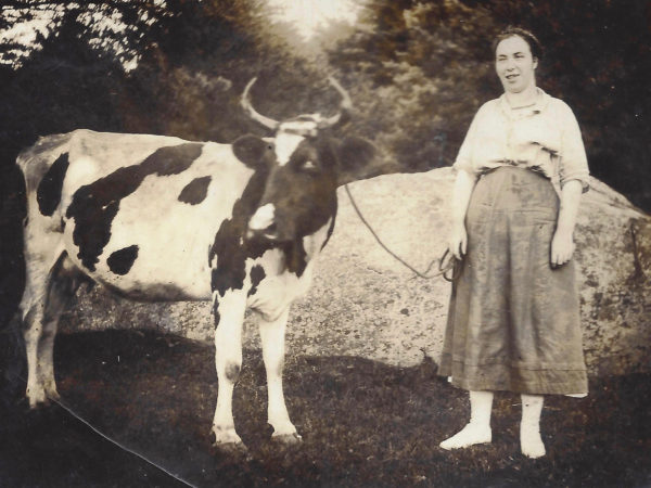 Woman working with cow in Lake Pleasant