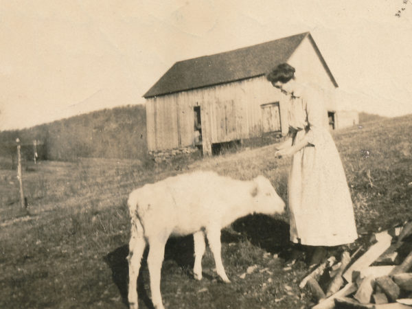 Child feeding a calf in Benson