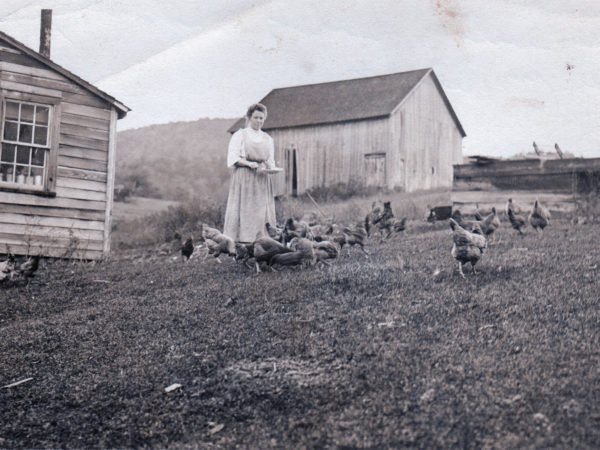 Woman feeding chickens in Benson