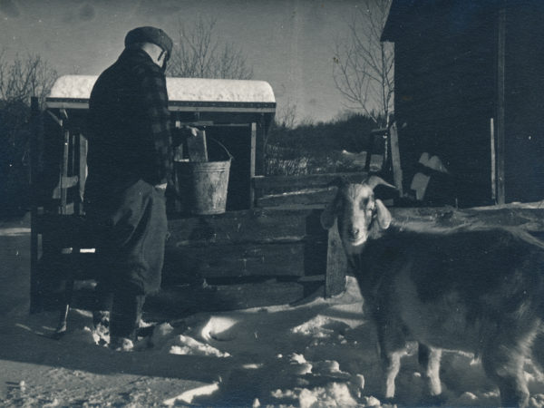 Feeding livestock on Storer Farm in Benson