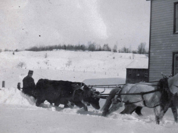 Plowing the road with oxen and horses in Hope