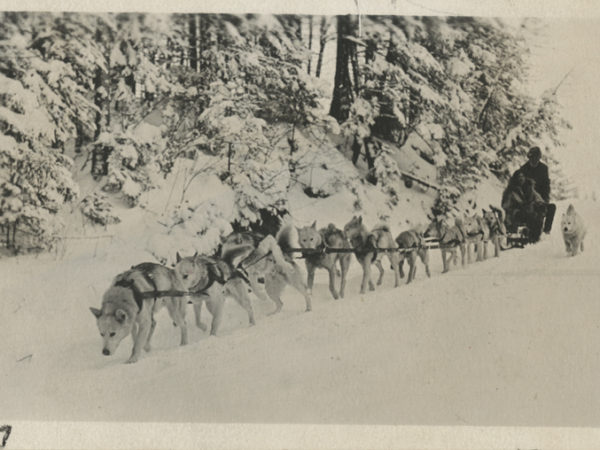 Team of dogs pulls sled in Lake Placid