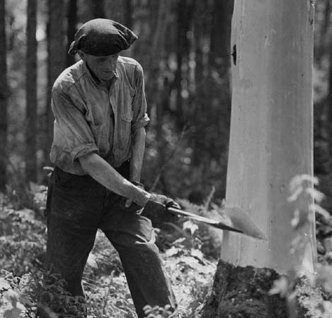 Man cuts down spruce tree with double bitted axe in Adirondacks