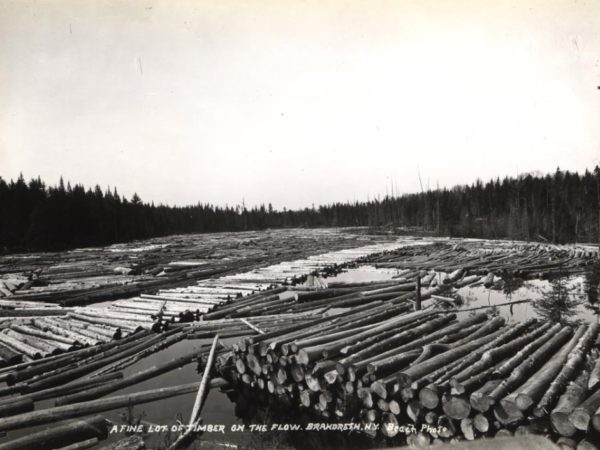 Timber yarded in the water in Brandreth Park