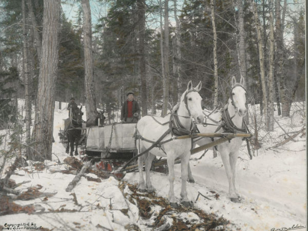 Two teams of horses haul maple sap for the Horseshoe Forestry Company in Piercefield