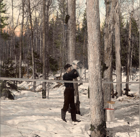 Collecting sap using metal pipes at the Horseshoe Forestry Company operation in Piercefield