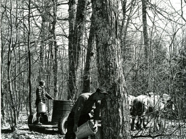 Collecting sap with a horse and wagon near Boonville