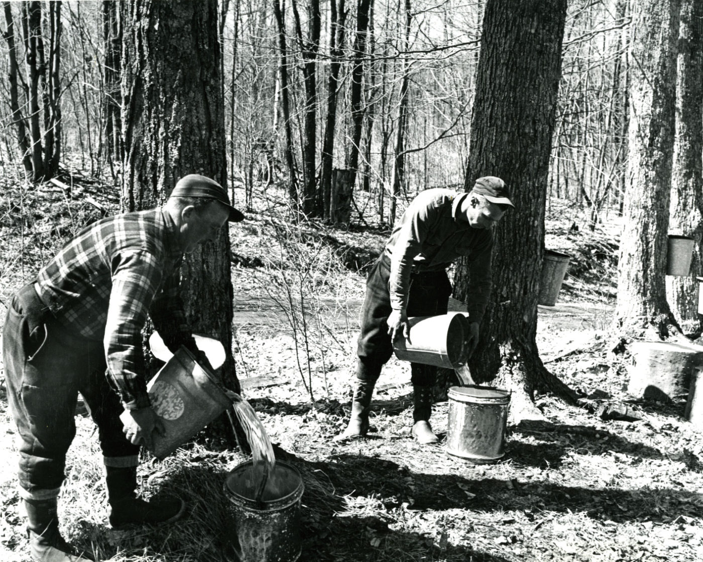 Emptying sap buckets in Boonville