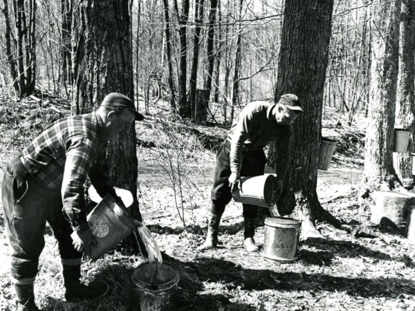 Emptying sap buckets in Boonville