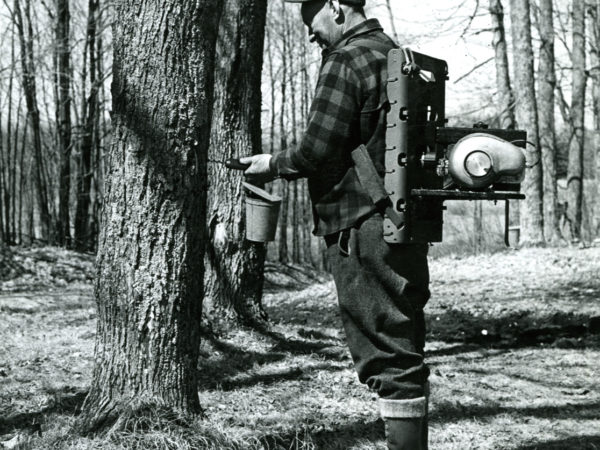 Man uses backpack mounted drill to tap a maple tree