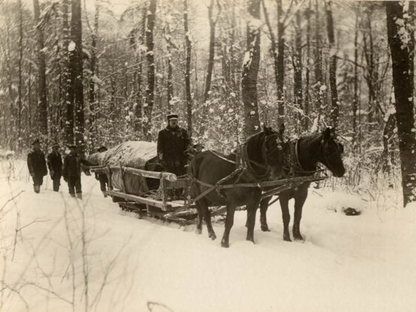 Horses pull Christmas tree destined for New York City through the woods in the Town of Webb