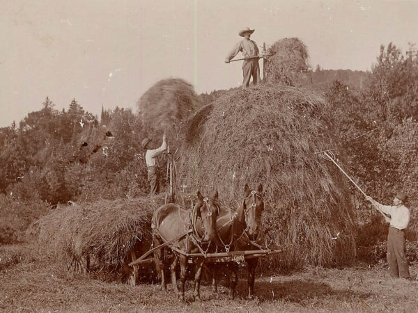 The Hoffmeister brothers stacking hay in Morehouse