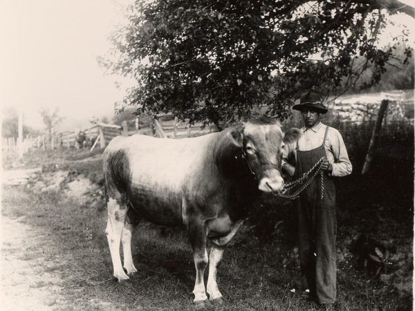 : Man holding a bull on a farm in Keeseville