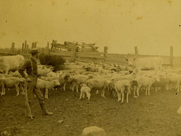 Man in the sheep and cow corral at Beaver Meadow farm in North Creek