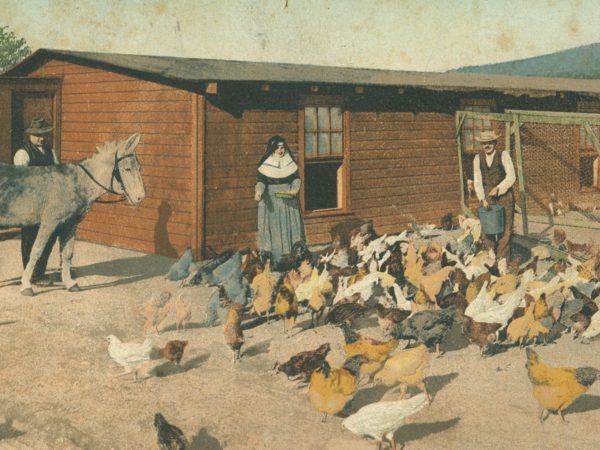 Men and nun feed chickens in the yard at Gabriels Sanatorium in Saranac Lake