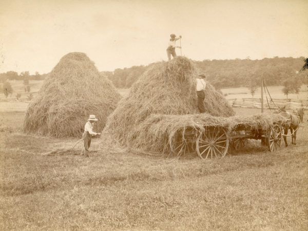 Three men building a stack of oat hay