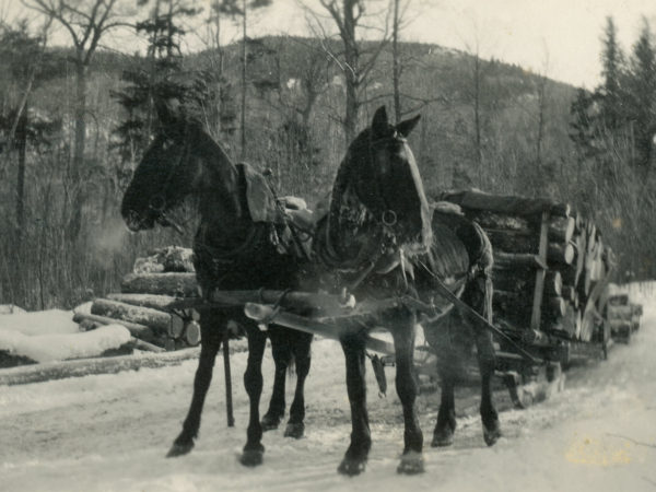 A team of horses pulling a load of pulpwood at Lumber Camp III in Keene Valley