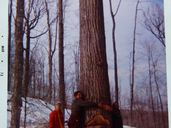 Logger Howard Pelletier Cutting Down a Tree in North Creek