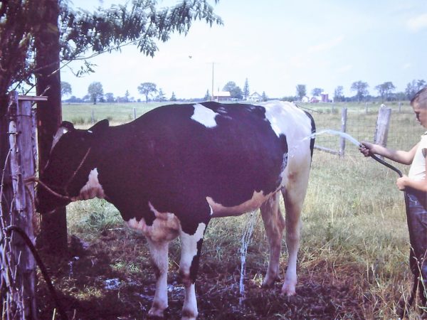 Mark Thompson washing cattle for the fair in Lisbon