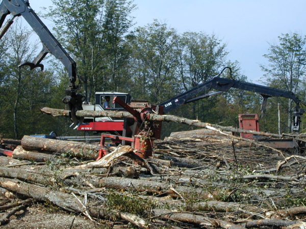 Harvesting logs at Catamount Forest