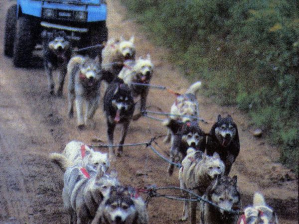 Musher Spencer Thew training sled dogs with an all-terrain vehicle in Colton