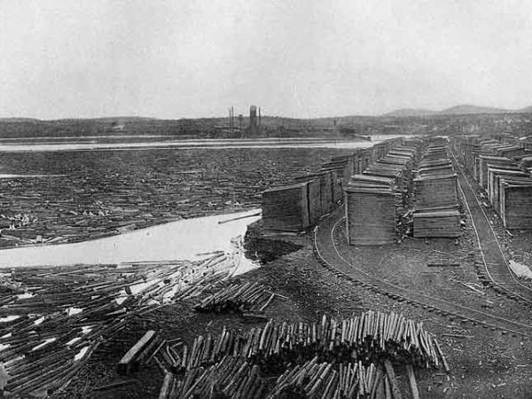 Logs in the Raquette Pond in Tupper Lake