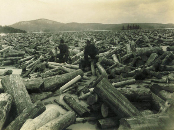 Pulpwood logs in Rock Island Bay in Tupper Lake