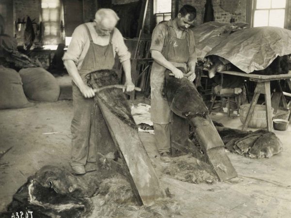 Working beaver hides in Elizabethtown