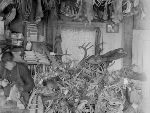 Taxidermist mounting a deer head in the Adirondacks