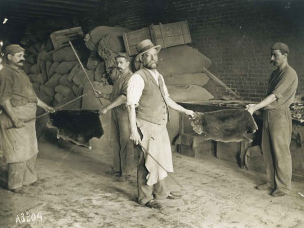 Processing beaver hides in Elizabethtown