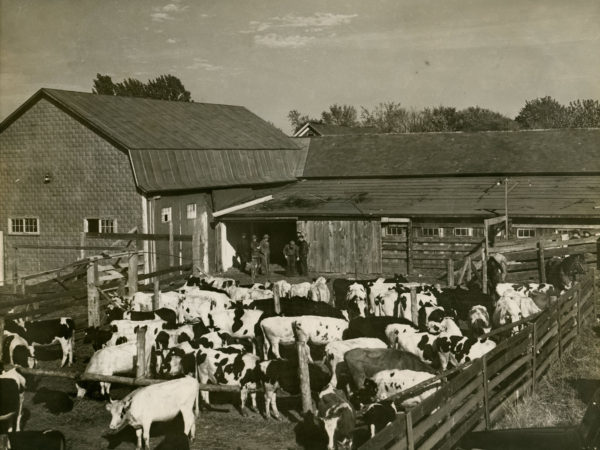 The paddock area at H.L. Neverett & Sons Livestock Commission in Chazy