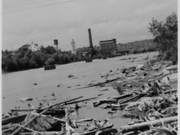 Pulp Logs floating outside the International Paper Mill in Piercefield