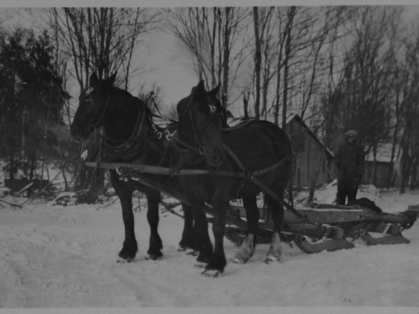 A team of horses hitched to a bob sled in Tupper Lake