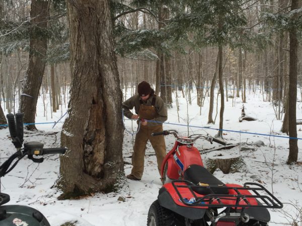 Maple Sugaring in West Chazy