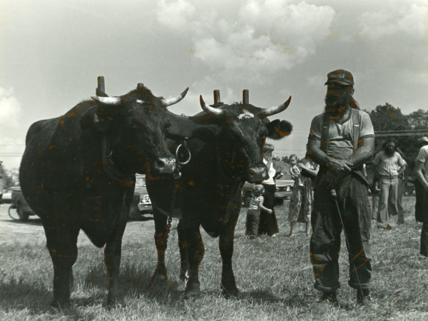 David Duff with two oxen in Hammond