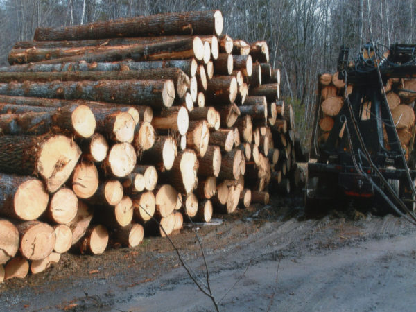 A stack of white pine logs in Elizabethtown