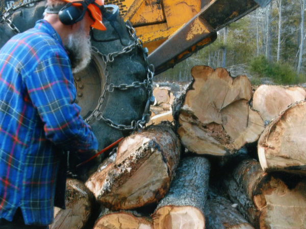 Lumberjack measuring maple logs in Elizabethtown