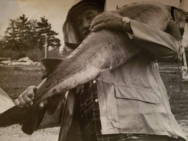 A Freshly Caught Sturgeon in Alexandria Bay